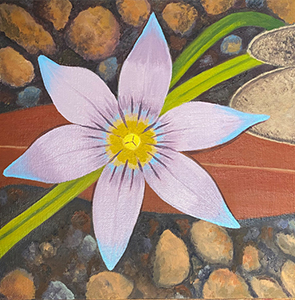 Romulea Rosea