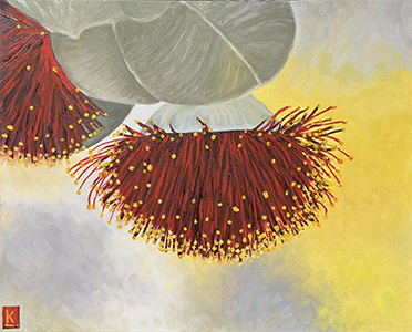 Eucalyptus Macrocarpa