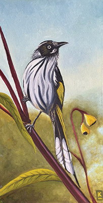 On Alert - New Holland Honeyeater